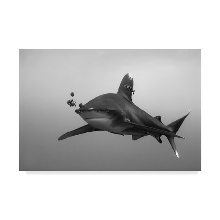 Trademark Fine Art Csaba Tokolyi 'Longimanus' Canvas Art, 12x19 1X04993-C1219GG